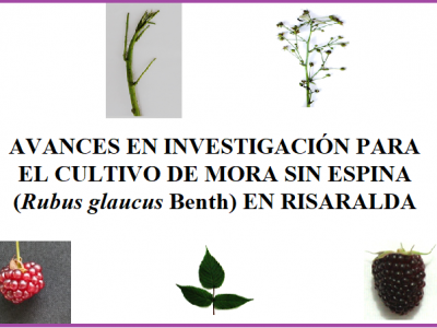 AVANCES EN INVESTIGACIÓN PARA EL CULTIVO DE MORA SIN ESPINA (Rubus glaucus Benth) EN RISARALDA
