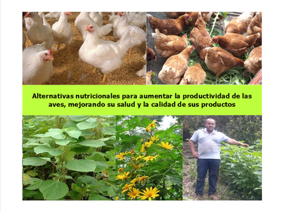 Alternativas nutricionales para aumentar la productividad avícola