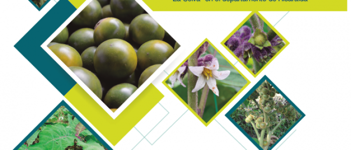 PRINCIPALES INSECTOS ASOCIADOS A LULO cv LA SELVA (Solanum quitoense x Solanum hirtum) EN RISARALDA