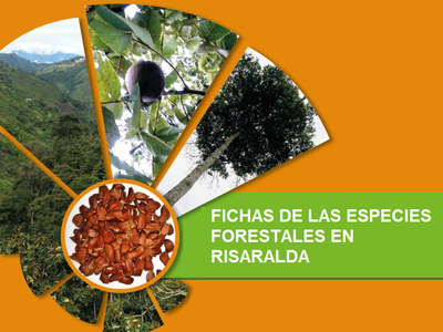 Fichas de las Especies Forestales en Risaralda