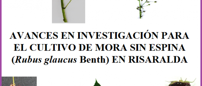 AVANCES EN INVESTIGACIÓN PARA EL CULTIVO DE MORA SIN ESPINA (Rubus glaucus Benth) EN RISARALDA
